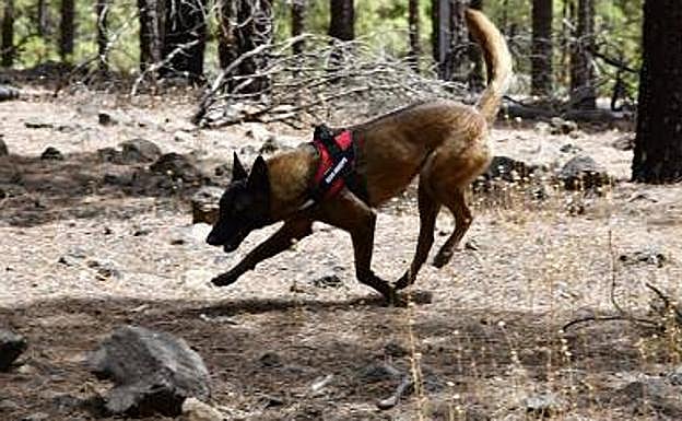 Tufia buscando cebos envenenados o animales muertos por este motivo en una zona rural. 