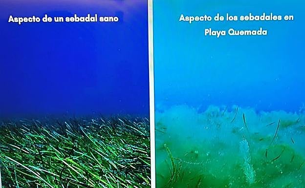 Contenido del estudio hecho por Innoceana en meses pasados. 