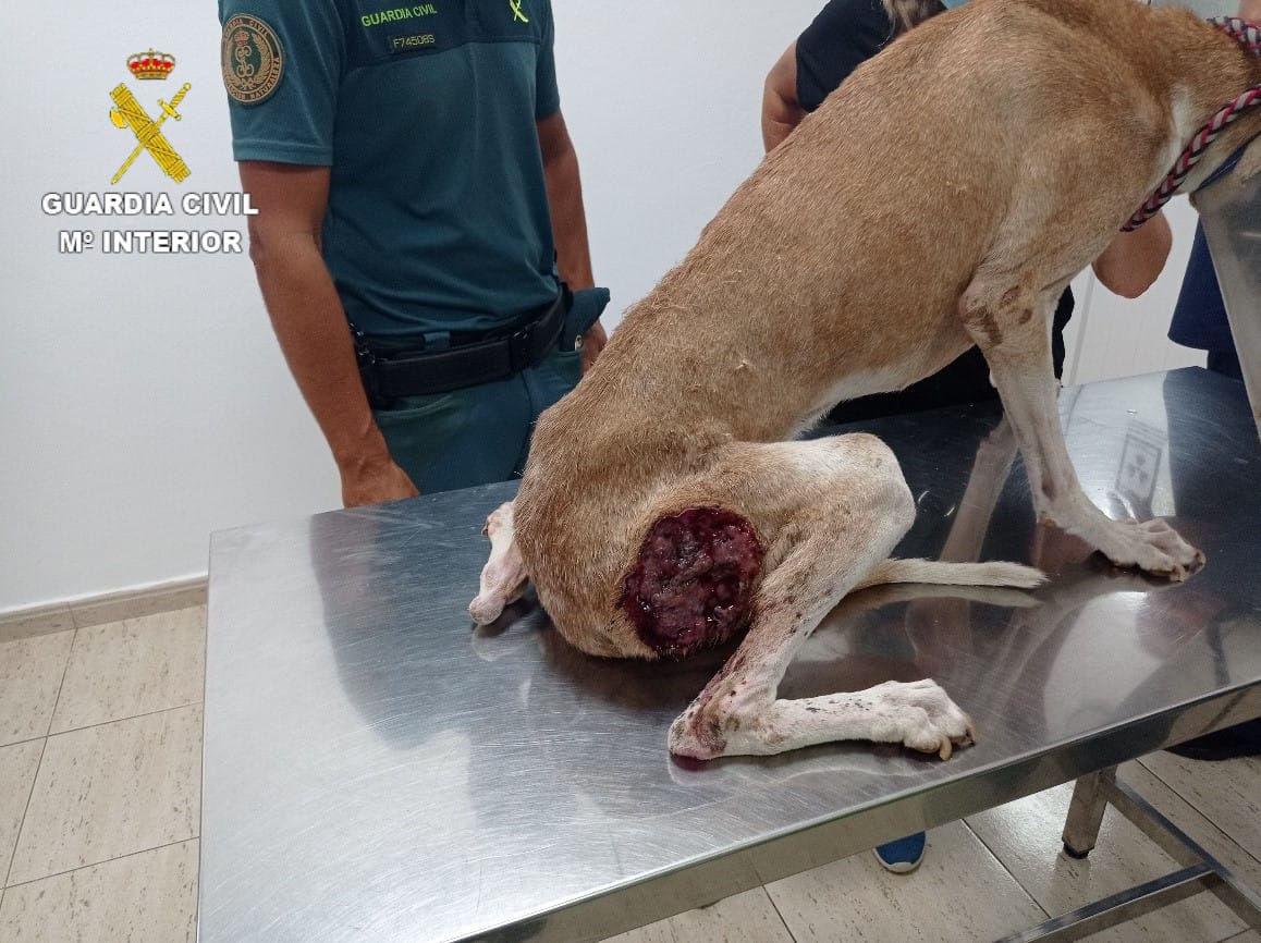 Imagen secundaria 1 - Una veterinaria denuncia maltrato animal en Fuerteventura