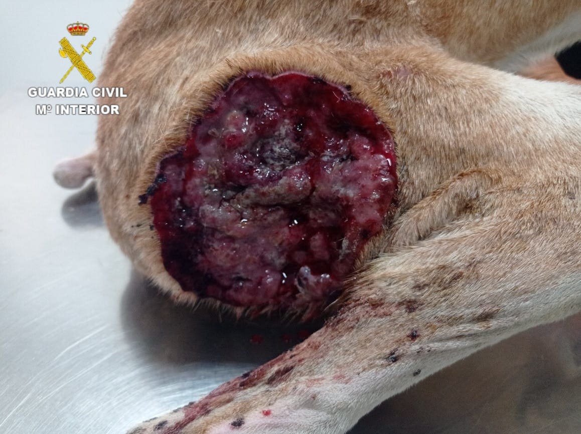 Imagen secundaria 2 - Una veterinaria denuncia maltrato animal en Fuerteventura