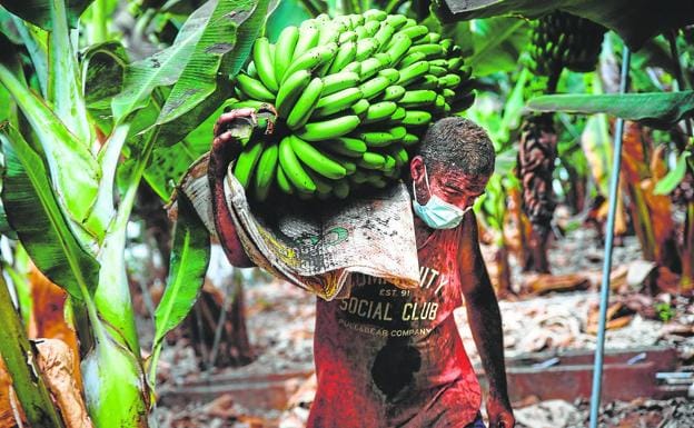 Yulian el 23 de septiembre de 2021 cargando plátanos bajo la intensa lluvia de ceniza en un intento de salvar la fruta ante el avance de la lava. 