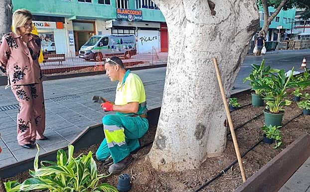 El Ayuntamiento tiene como objetivo llegar a implantar más de 7.000 plantas en toda la vía. 