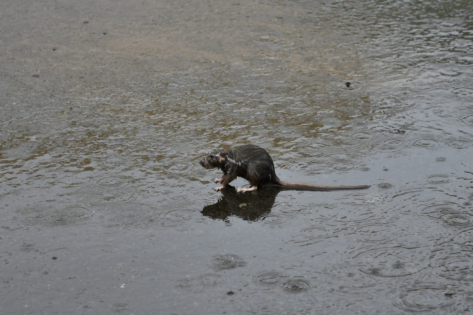 Fotos: Así descarga la lluvia en el sureste de Gran Canaria