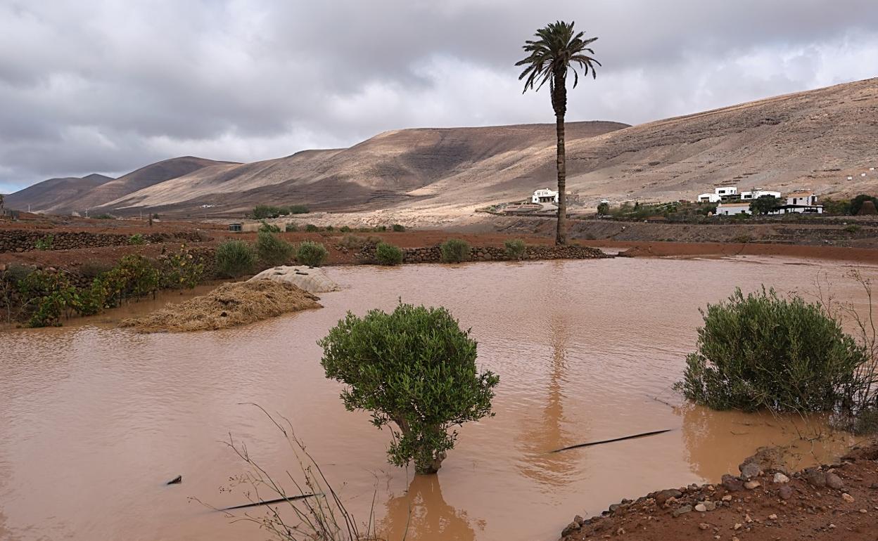 Gavia bebida con olivos en Guisguey, en el municipio de Puerto del Rosario. 