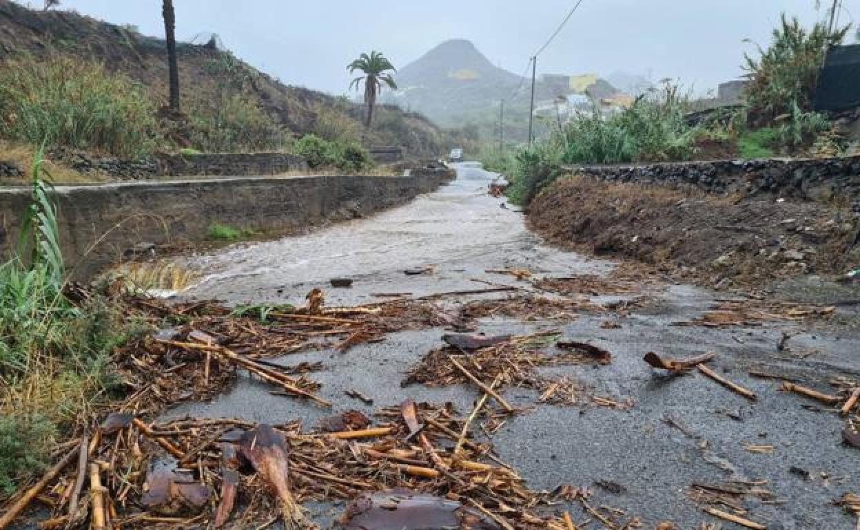El agua ha arrastrado todo tipo de desechos vegetales por el municipio. 