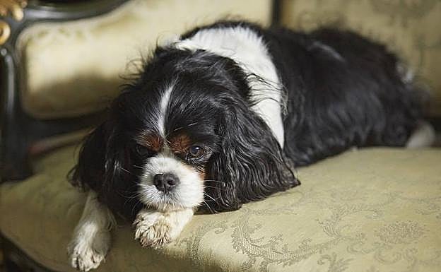 La reina Victoria tuvo 80 perros, pero Dash era su favorito. 