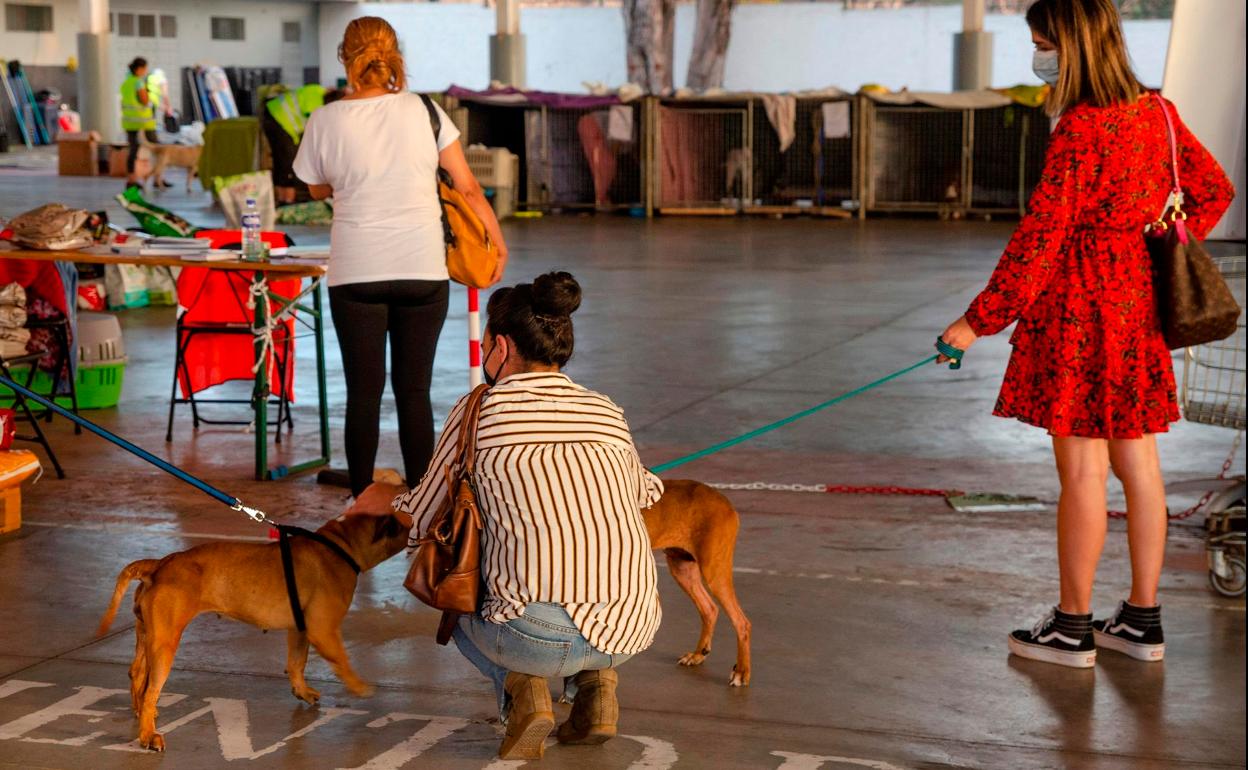 Imagen de archivo de Benawara, la protectora que auxilió a los animales durante el volcán. 