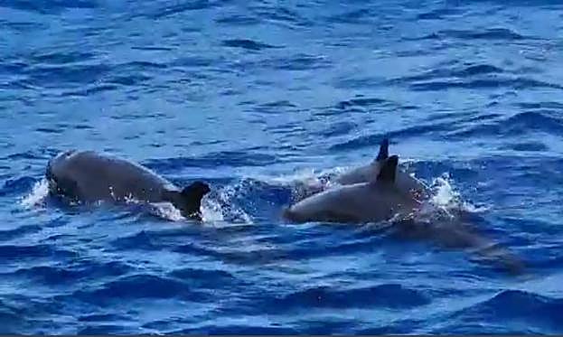 Falsas orcas en Puerto Rico. 
