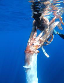 Imagen secundaria 2 - Detalles del encuentro y del tamaño del pico del calamar gigante. 