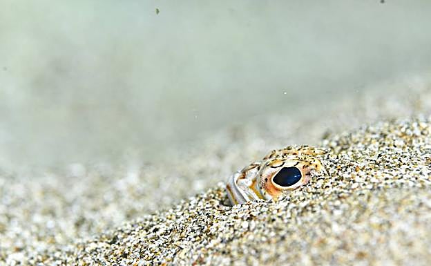 Primer puesto de Cazafotosub de Tanausú Motas en 2020. 