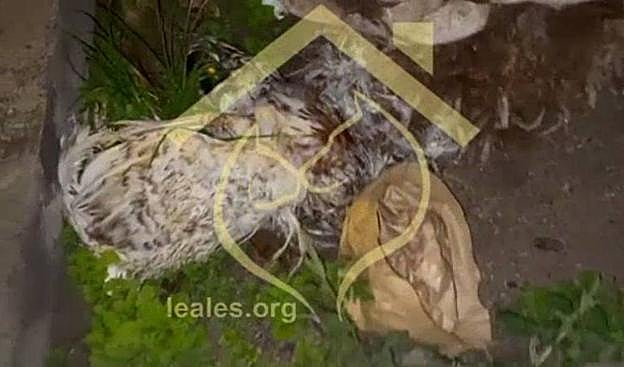 Imágenes de animales encontrados en Escaleritas. 