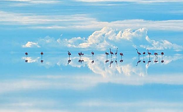 La fotografía de los flamencos de Junji Takasago fue realizada en el Salar de Uyuni, en los Andes. 