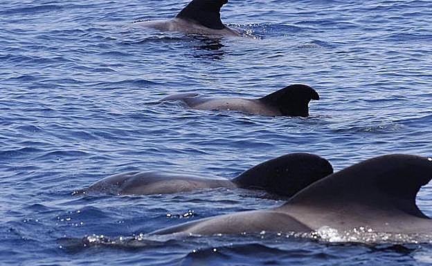 Un grupo de calderones tropicales sale a la superficie en aguas de la ZEC Franja Marina de Mogán. 