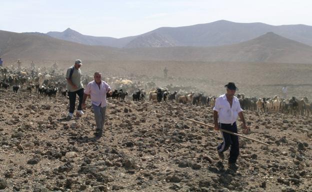 Vicente Hernández, comisionado de Betancuria y con la lata en la mano, en una apañada en esa zona de costa. 