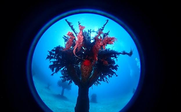 Imagen principal - Dos teldenses triunfan en el primer concurso de fotografía submarina inclusiva de Europa