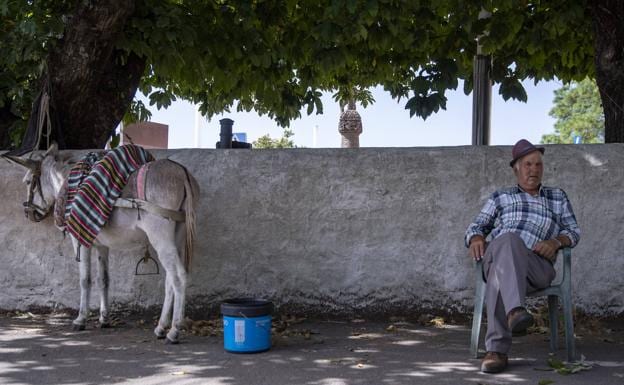 Manuel Ortega y su burro Bartolo descansan a la sombra en Cruz de Tejeda. 