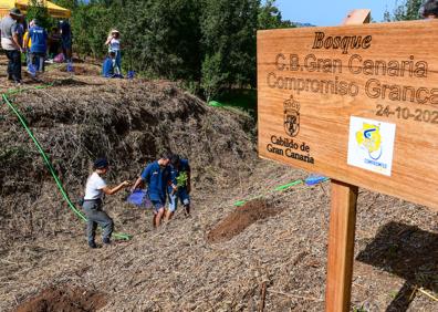 Imagen secundaria 1 - El &#039;bosque Granca&#039; empieza a florecer