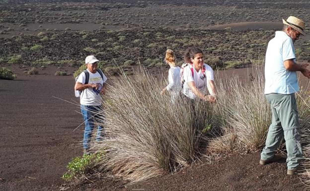 El artesano Julián Rodríguez acompañó a escoger los juncos que servirán de materia prima. 