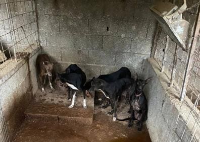 Imagen secundaria 1 - La finca de los horrores en Tenerife: un perro muerto y 32 hacinados
