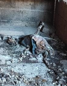 Imagen secundaria 2 - La finca de los horrores en Tenerife: un perro muerto y 32 hacinados