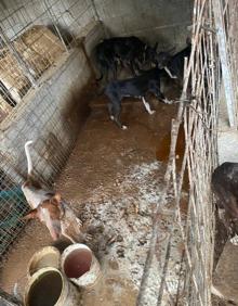 Imagen secundaria 2 - La finca de los horrores en Tenerife: un perro muerto y 32 hacinados