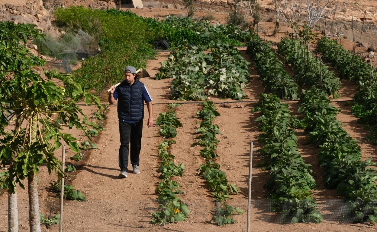 Agricultor profesional de La Oliva, en sus cultivos. 