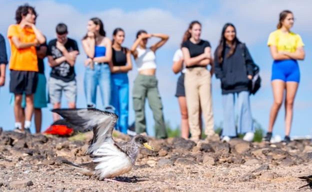 Una de las crías de pardela despliega las alas ante los alumnos del IES San Diego de Alcalá, de Puerto del Rosario. 