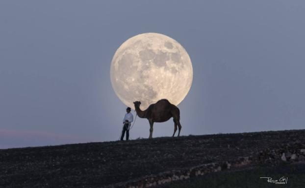 &#039;El camello y la Luna&#039;: las espectaculares imágenes capturadas en Lanzarote