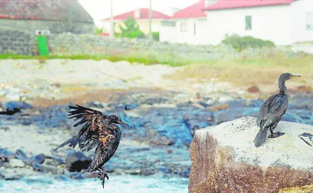 Aves afectadas por el derrame del petróleo en la zona costera de la catástrofe. 