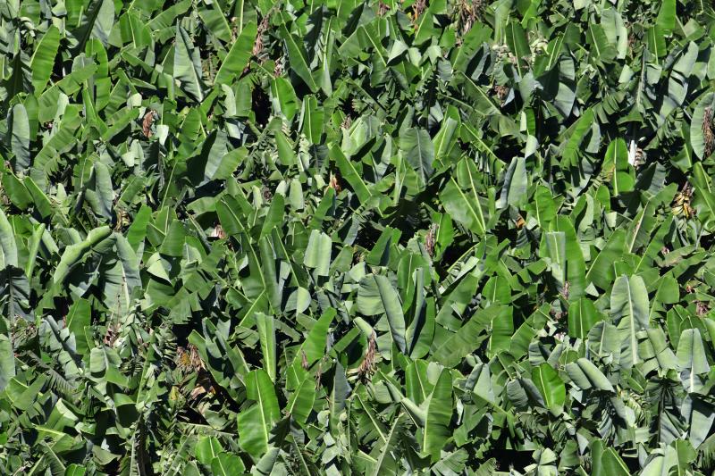 Imagen de archivo de una plantación de plataneras. 