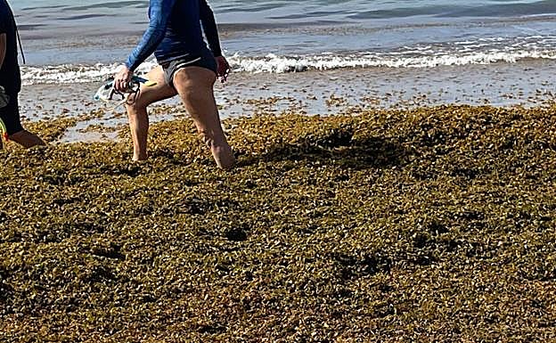 Dos bañistas atraviesan una zona de concentración de algas. 