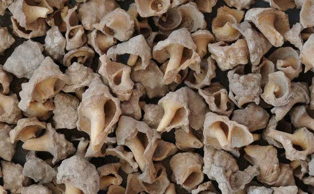 Restos de los moluscos, llamados en Fuerteventura canaíllas, encontrados en el taller romano de Lobos y de donde se extraía la púrpura. 