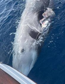 Imagen secundaria 2 - Otras fotos del animal muerto.