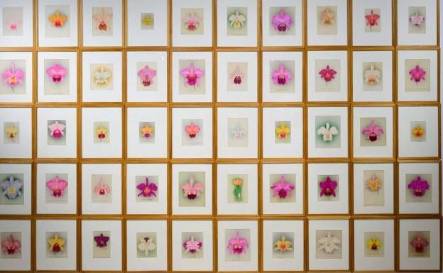 La serie de orquídeas de Nellie Roberts. 