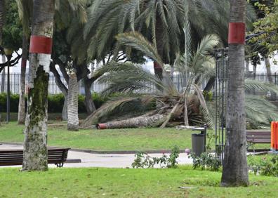 Imagen secundaria 1 - Rachas de 60 kilómetros por hora tumban palmeras y generan caídas de cascotes en la capital
