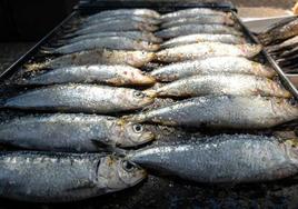 Intervenidos 95 kilos de pescado capturado ilegalmente en Garachico