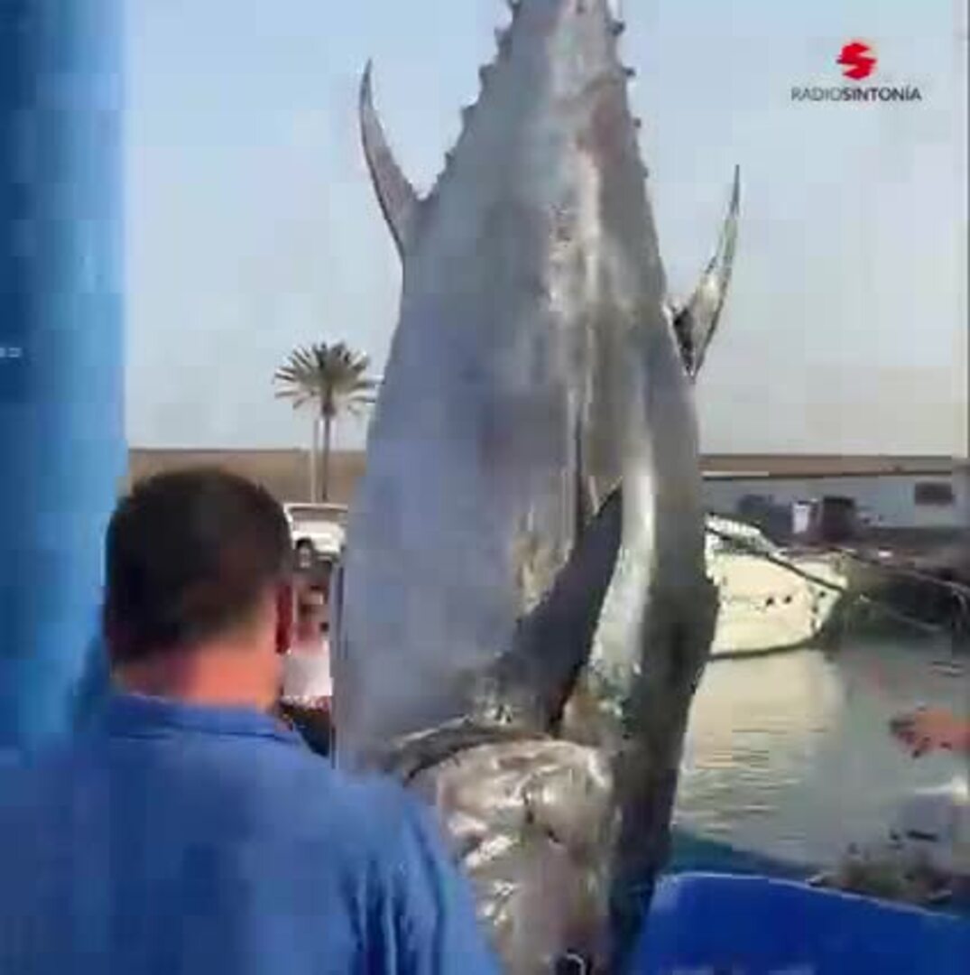 Pescan un atún de 416 kilogramos en Morrojable