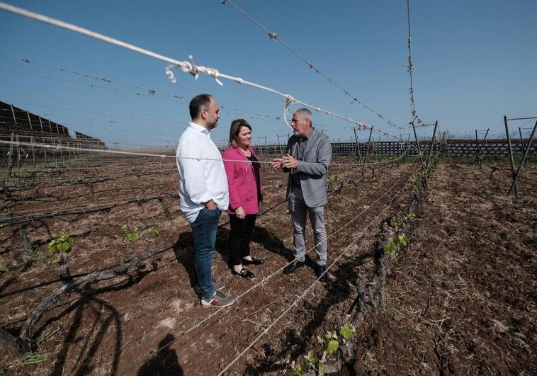 Canarias pone en marcha un proyecto de saneamiento de viñas ante el cambio climático