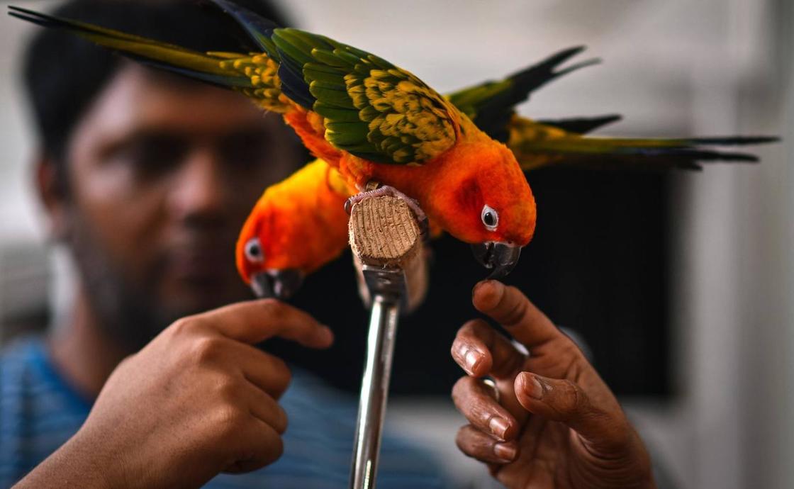 Los visitantes juegan con loros durante la exhibición de mascotas PetXpo Chennai 2023, en Chennai, India. La exposición de mascotas de dos días organizada por la industria de mascotas tiene como objetivo presentar productos también como dar a los entusiastas de las mascotas la oportunidad de socializar y vincularse con las mascotas.