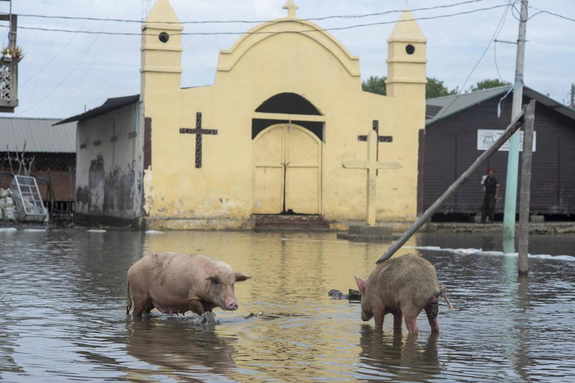 Vista de dos cerdos en la comunidad de Chupador Chico, en la isla Mondragón en la provincia del Guayas (Ecuador). A varias comunidades de pescadores pobres del norte del Golfo de Guayaquil, el santo parece haberse puesto de espaldas tras el terremoto del que fueron epicentro el pasado 18 de marzo, pues a la tragedia se ha sumado una fuerte marejada y un temporal inclemente que ha afectado viviendas y esperanzas. 