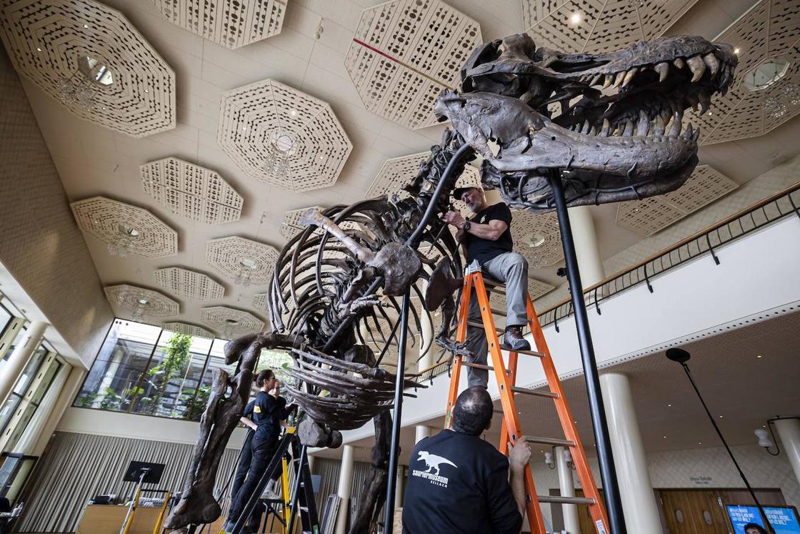Los miembros del equipo de instalación armaron el esqueleto de un Tyrannosaurus rex llamado TRX-293 Trinity, antes de una vista previa de la casa de subastas Koller en la sala de conciertos Tonhalle en Zúrich, Suiza. El esqueleto de T-Rex de 11,6 metros de largo, 3,9 metros de alto y 67 millones de años de antigüedad fue ensamblado a partir de tres especímenes excavados entre 2008 y 2013 en las formaciones Hell Creek y Lance Creek en los estados estadounidenses de Montana y Wyoming . El esqueleto de Tyrannosaurus rex saldrá a la venta en la casa de subastas en abril de 2023.