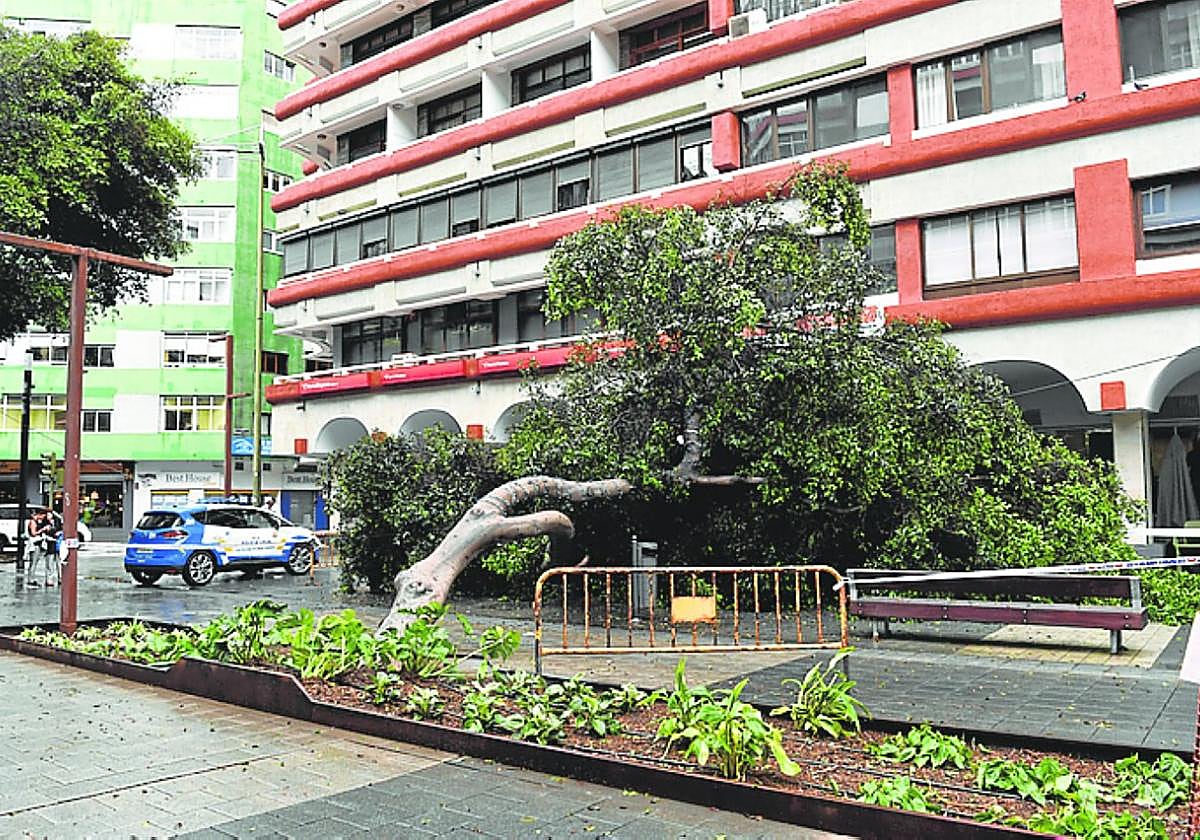 Un árbol cae en Mesa y López durante la tormenta Hermine.