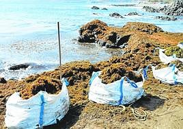 Retiradas más de 30 toneladas de seba de la zona de San Cristóbal