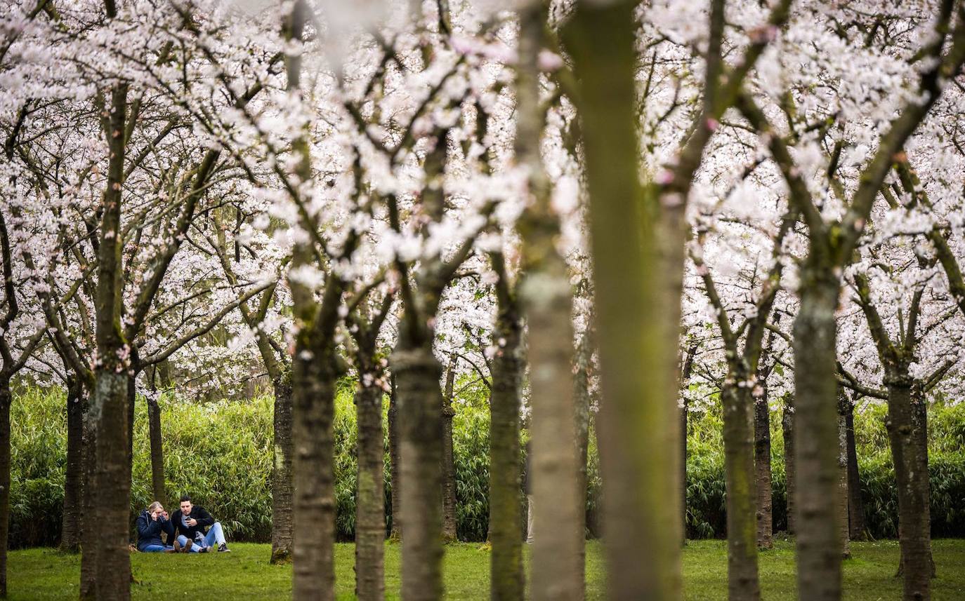 La gente disfruta de la flor de los cerezos japoneses en el Bloesempark en Amsterdamse Bos en Amstelveen, Países Bajos. Las flores de cerezo atraen mucha atención de la gente durante el período de floración en marzo y abril.