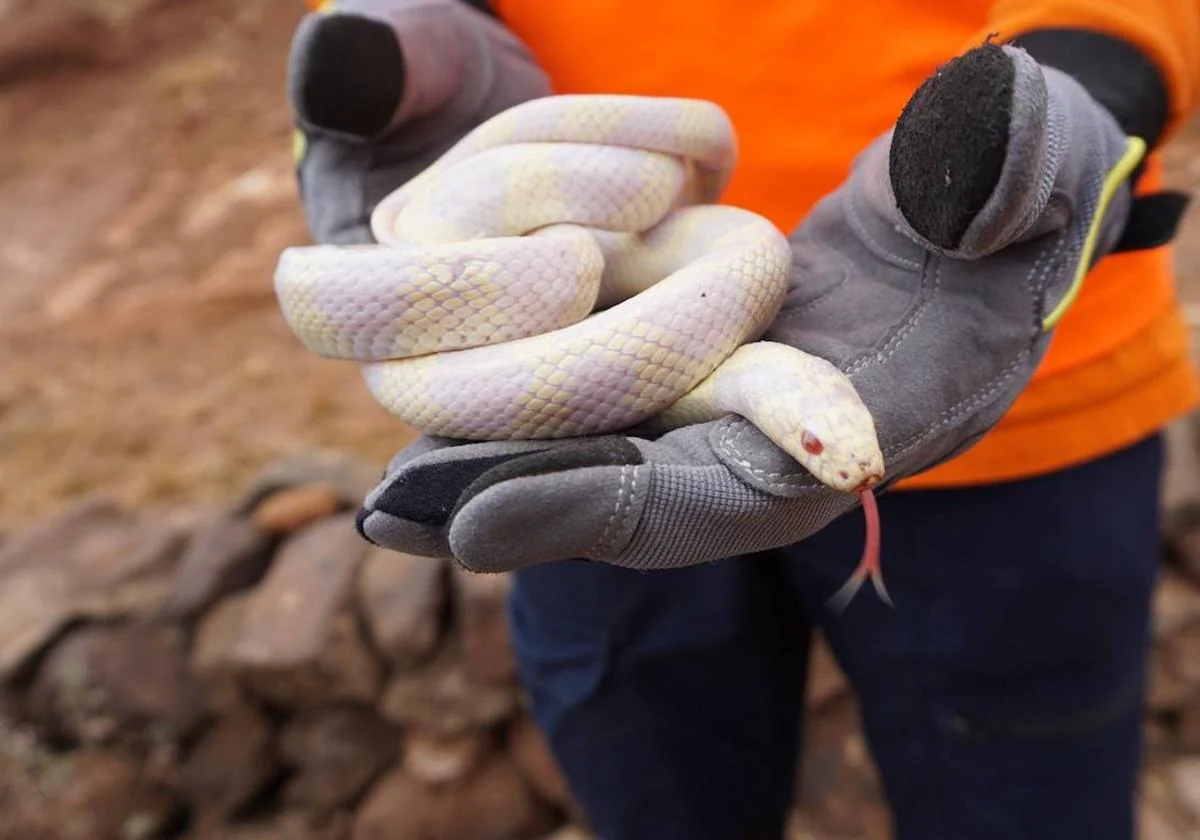 Un operario del dispositivo de refuerzo enseña una serpiente capturada.