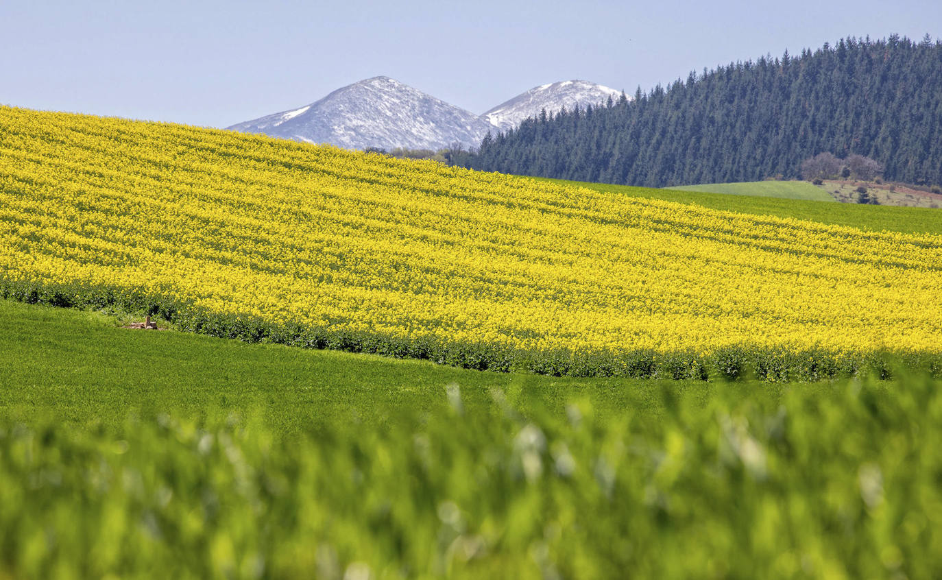 El monte San Lorenzo, pierde su nieve y los campos de colza bañan el Valle de la Lengua en La Rioja.