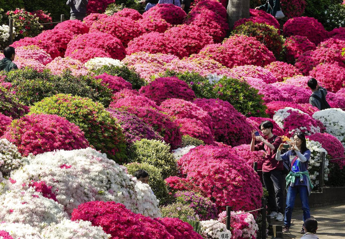 Los visitantes disfrutan viendo la azalea en plena floración en el Santuario Nedu en Tokio, Japón. Unas 3.000 azaleas de 100 variedades están floreciendo y atrayendo visitantes en el jardín del santuario como turistas entrantes recuperarse gradualmente en Japón. La floración principal de las flores alcanza su punto máximo a mediados de abril de esta temporada..