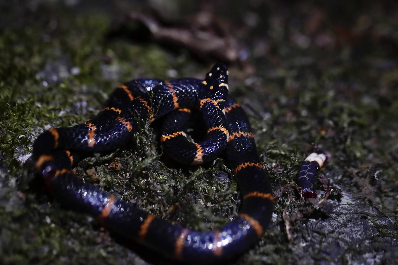 Una Coral Falsa (Pliocercus euryzonus) es vista en la reserva de Chuchantí, en Darién (Panamá). En el área de reserva hay más de 40 cámaras trampa, veinte en el dosel - la capa de ramas y hojas formada por las copas de árboles vecinos - y las otras en el sotobosque - la variedad de vegetación que crece en las zonas más cercanas al suelo-.