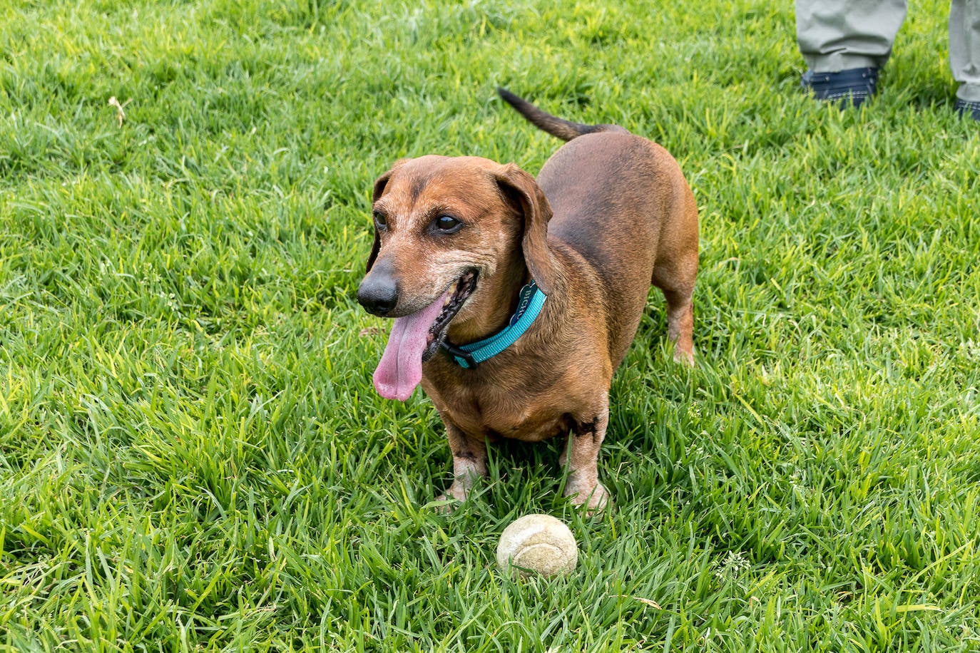 Nuevo encuentro de perros teckel en La Ballena