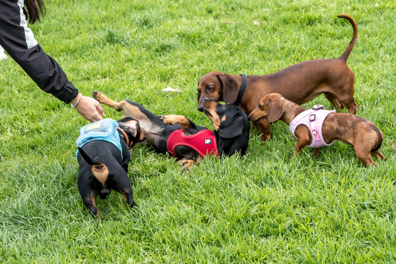Nuevo encuentro de perros teckel en La Ballena